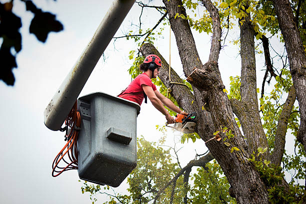 Trusted Goodwater, AL  Tree Services Experts